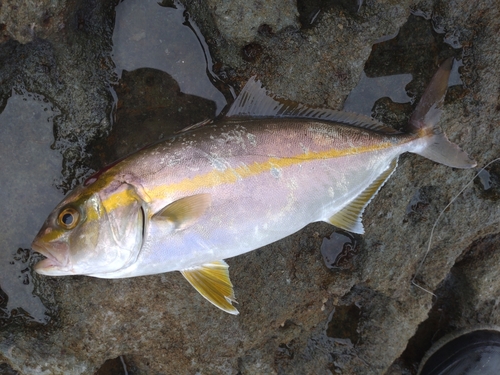 ネイリの釣果