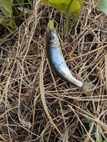 オイカワの釣果