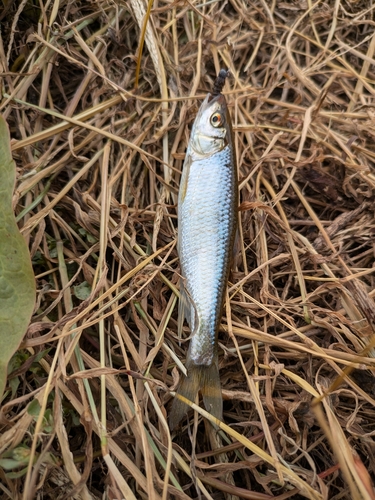 オイカワの釣果