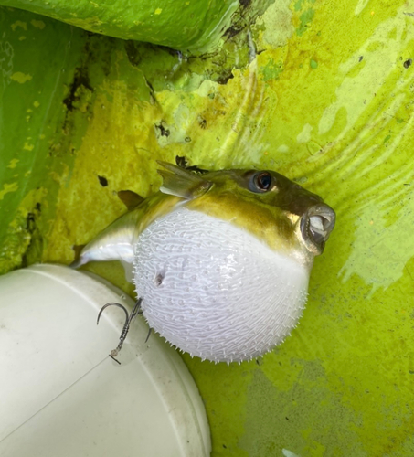 クロサバフグの釣果