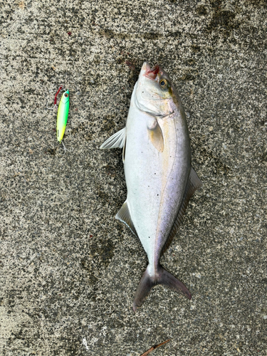 ショゴの釣果