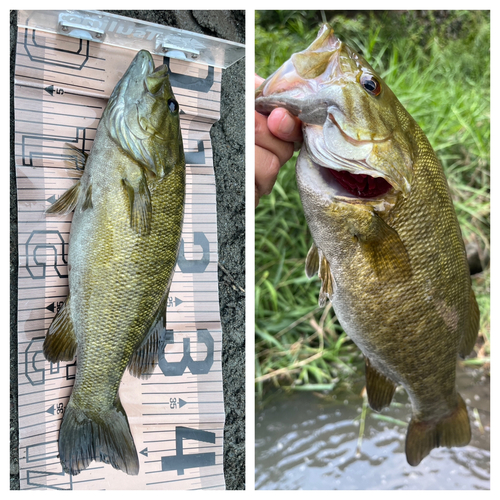 スモールマウスバスの釣果