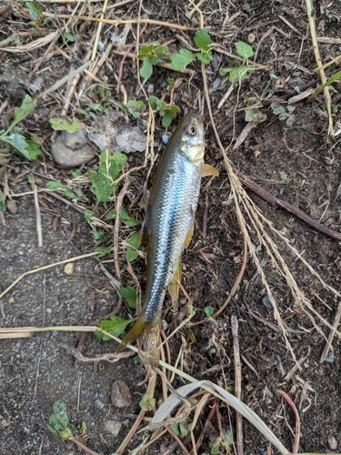 カワムツの釣果