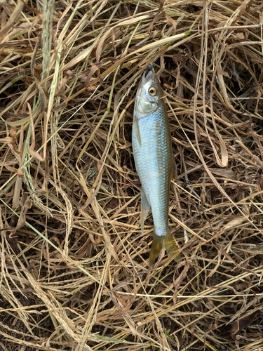 オイカワの釣果