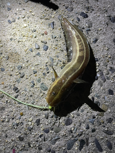 ゴンズイの釣果