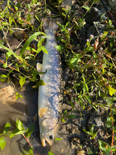 アメマスの釣果