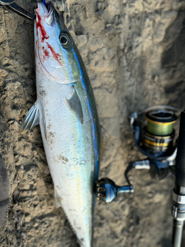 ツムブリの釣果