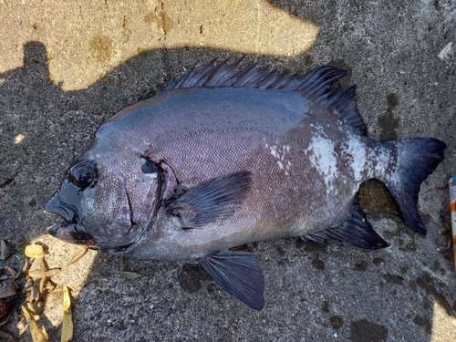 イシダイの釣果