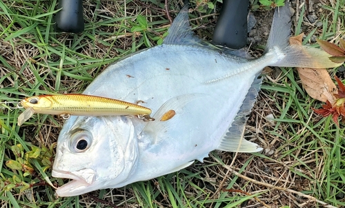 メッキの釣果