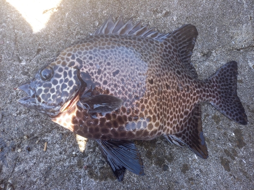 イシガキダイの釣果