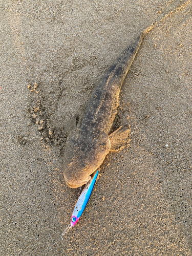 マゴチの釣果