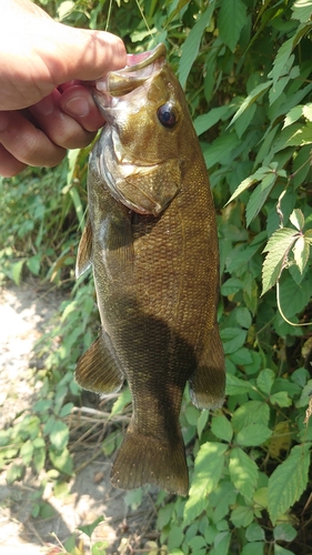 スモールマウスバスの釣果