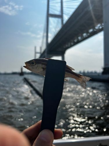 オオモンハタの釣果