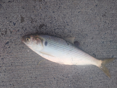 コノシロの釣果