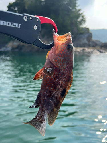 アコウの釣果