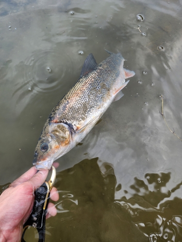 ウグイの釣果