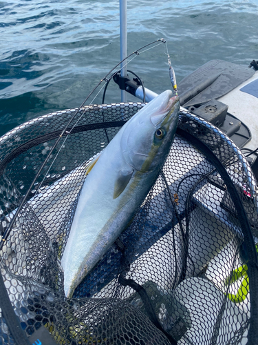 ブリの釣果