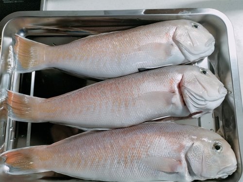 シロアマダイの釣果