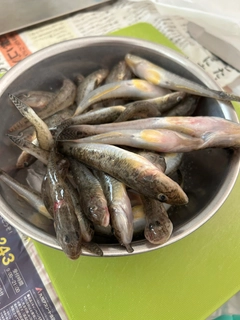 マハゼの釣果