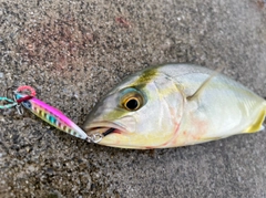 ショゴの釣果