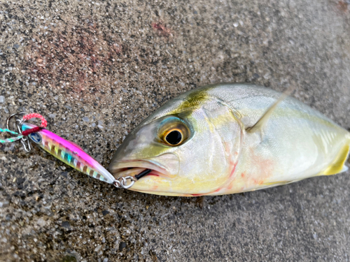 ショゴの釣果