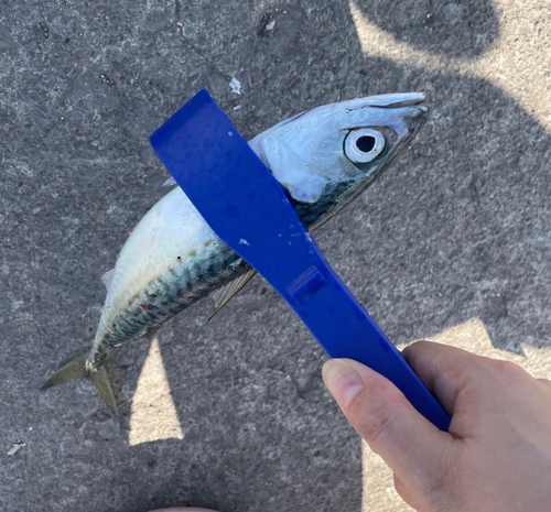 マサバの釣果