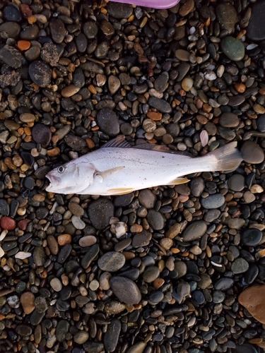 イシモチの釣果