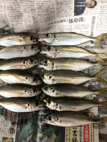 アジの釣果