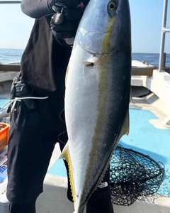 ブリの釣果