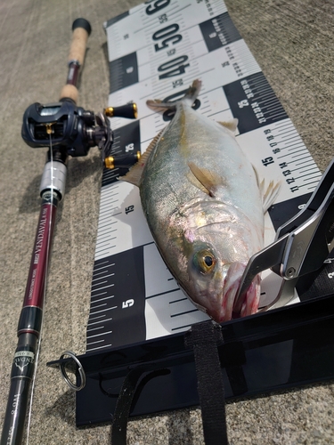 ショゴの釣果