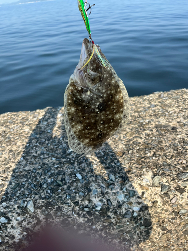 ソゲの釣果