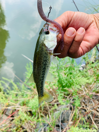 ラージマウスバスの釣果