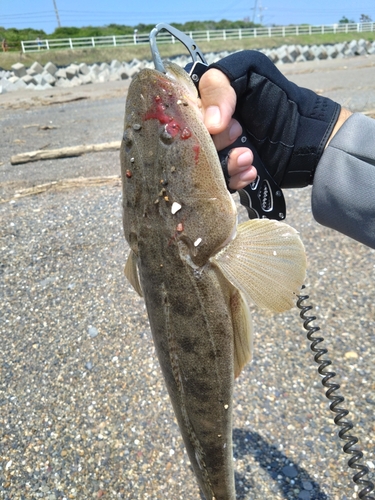 マゴチの釣果