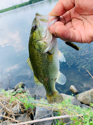 ラージマウスバスの釣果