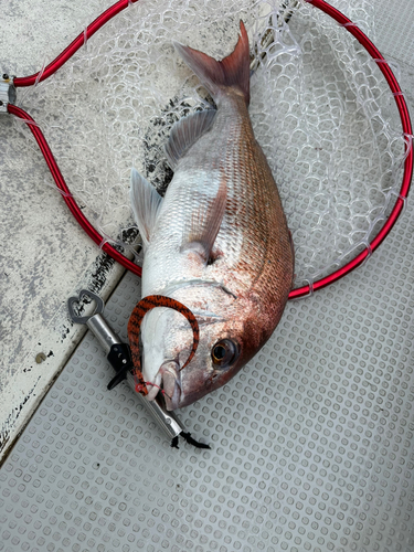 マダイの釣果