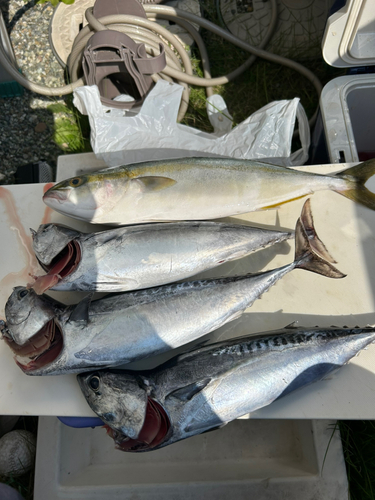 ソウダガツオの釣果