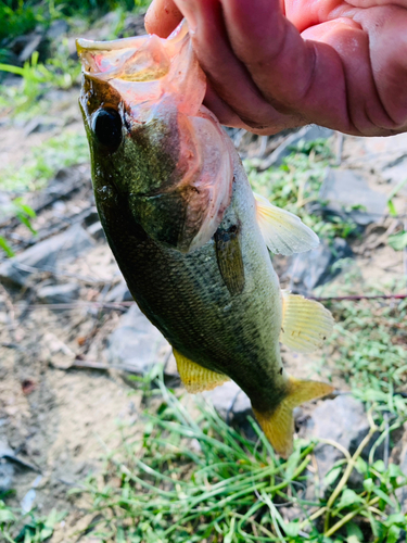 ラージマウスバスの釣果