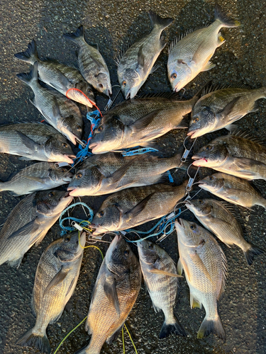 クロダイの釣果