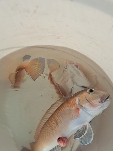 シロアマダイの釣果