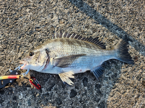 チヌの釣果