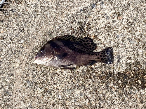 コショウダイの釣果