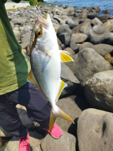 ネリゴの釣果