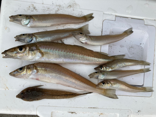 シロギスの釣果