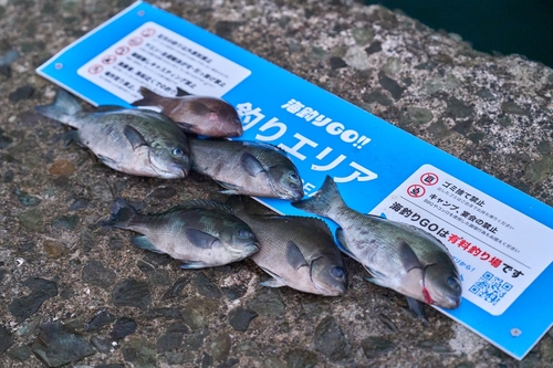 メジナの釣果