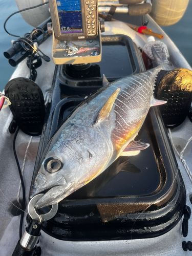 メジマグロの釣果