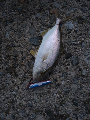 ショゴの釣果