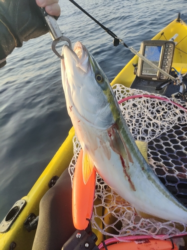 ワラサの釣果