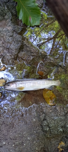 イワナの釣果