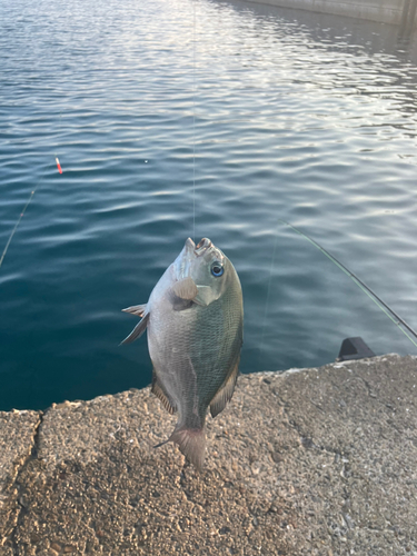 グレの釣果