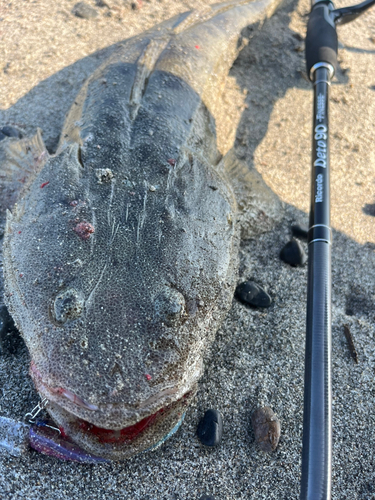 マゴチの釣果